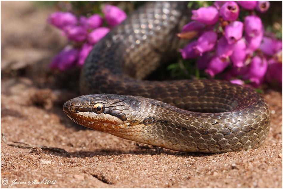 British Snakes